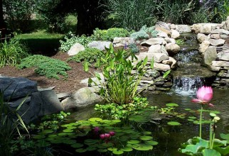 800x600px Backyard Ponds Ideas Picture in Garden