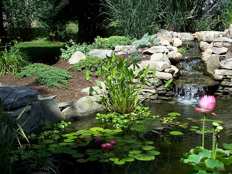 Backyard Ponds Ideas in Garden